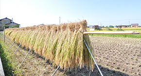 はぜかけ(天日干し)の様子
